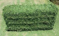 High Quality Alfalfa Hay Animal Feed - Image 3