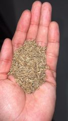 Dried Cumin Seeds - Image 1