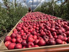 Premium Gala Apples from South Africa! CLASS 1 Export Quality! NEW CEOPS!! Excellent packing - Image 2
