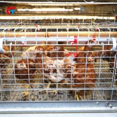 Factory Price Automatic Good Quality Chicken Cage Poultry Feeding Equipment - Image 6