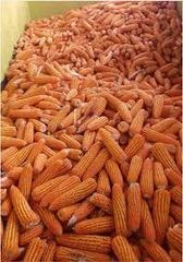 Yellow Maize Grade 1 Type Organic Packaging 50kg Max. Moisture (%) - Image 2