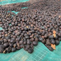Robusta Green Coffee Beans Dry Processing Method Screen Size 16/18 Single Origin High Quality Export Price – product photo 2, product detail gallery