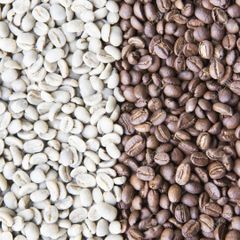 Farm Selected Robusta Coffee Bean For Large Scale Buyers Expecting Clean Processing Robusta Coffee Bean Quality - Image 1