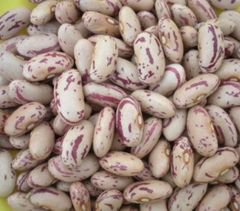 SUGAR BEANS - Image 2