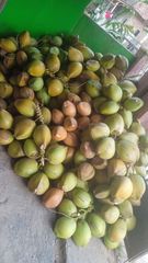 Green Young Coconut from Indonesia - Fresh Fruit - Fresh Coconut - Incoterm : FOB - Image 5