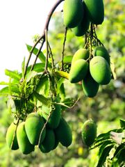 Pakistan export mango 🥭 – product photo 5, product detail gallery