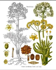Available Products Galbanum Resin (Ferula gummosa) – Lump, Tear, and Semi-Solid Grades Asafoetida (Hing) – Pure, Semi-compounded, and Powder Mastic (Pistacia atlantica Resin) Tragacanth Gum – Ribbon & Flake (High-viscosity grades available) Gum Arabic (Persian Acacia) Ammoniacum Resin Other wild-harvested Iranian natural resins upon request; - Image 1