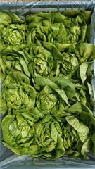 fresh ice berg lettuce Origin Farmex Farms Grade Export Quality Weight Range 500–800 G Per Head Packaging Options 5 Kg / 10 Kg Cartons Or As - Image 2
