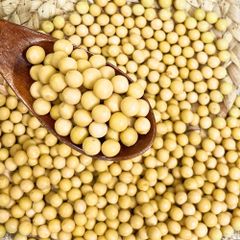Bulk Yellow Soybeans, Premium New Crop Non-GMO Soybean for Cooking, Sprouting & Food Processing Soybean Seed - Image 4