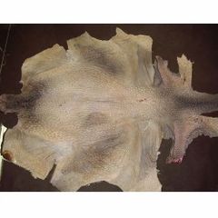 Raw Leather Material Leather Size 24 to 28 Inch Colors All colors are - Image 1