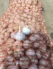 Garlic Grade AAA Aroma Strong Flavor Pungent Brand Name STAR Storage Type Cold storage Place of Origin Shandong, China Packaging 2.5/2.6/2.7/10/20KG N.W. mesh bag - Image 5