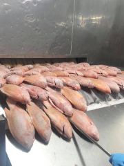 Good Nature Frozen Fish Red Tilapia Gutted Scaled From Vietnam for export - Image 2