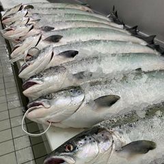 Hot Selling Frozen Atlantic Salmon Top Grade Premium Seafood with Rich Taste for Wholesale Bulk and Global Market - Image 4
