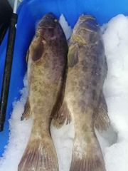 Grouper - Image 1