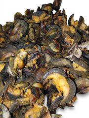 Dried African Giant Land Snail (Archachatina marginata) - Image 1