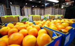 Fresh Oranges – product photo 2, product detail gallery