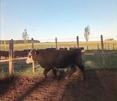 Uruguayan fattening calves - Image 2