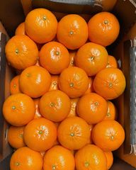 Fresh South African Lemons, Oranges, Grapefruit, Mandarins, Lime for sale, 100% Organic, NEW CROPS!! – product photo 4, product detail gallery