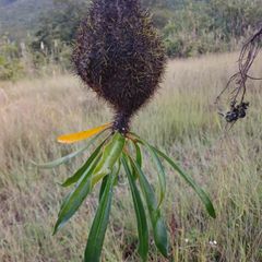 Live Myrmecodia archboldiana (Ant Plant) from Papuan indonesia - Image 3