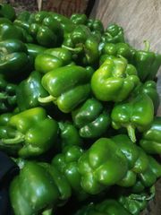 Fresh Capsicum 🫑🫑 40KG -6000PKR - Image 2
