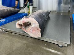 Swordfish Loins 2.5 - 6kg - Image 2