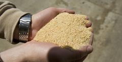 Soybean Meal - 46% protein min - Export Grade – product photo 1, product detail gallery