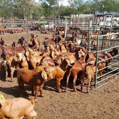 High Quality Kalahari Goats Pure Breed Livestock for Commercial Farming and Export ODM Ready - Image 4