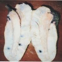 Soursop - Image 1