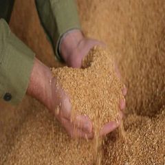Organic Soybean Meal Dried 20kg Cheap Premium Perfect Livestock Poultry Animal Feed Agricultural Use Bulk Order Available - Image 4