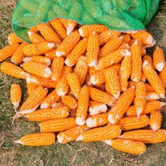 Yellow Corn With Maximum Nutrients Yellow Corn Sourced Directly For Reliable Large Scale Supply - Image 3