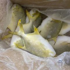 Promotion Good Quality Frozen Seafood Golden Pompano Pomfret Fish - Image 5