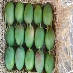 Best price Fresh Mango Fruit Ready To Export Chaunsa / Sindhri Mangoes - Image 6