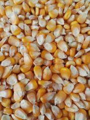 Yellow Maize - Image 1