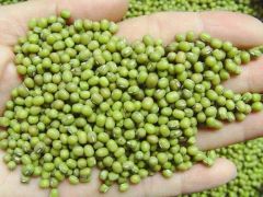 Premium Grade Ethiopian Green Mung Beans - Image 1