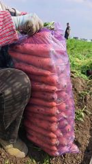 Fresh carrot - Image 1