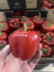 California Pepper - Image 1