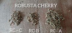 Robusta Cherry A - Image 3