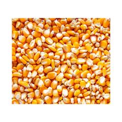 Wholesale yellow corn stocked for continuous bulk procurement and resale – product photo 3, product detail gallery