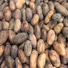 High Quality Cocoa Beans Chocolate Beans Best Quality Wholesale Cocoa Bean for Sale in Cheap Price – product photo 2, product detail gallery