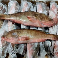 Best Selling Frozen Grouper Fish Whole/ Fillet from Seafood Distributors - Image 3
