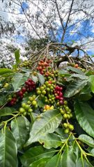 Arabica Gayo Coffee Green Beans Specialty – product photo 2, product detail gallery