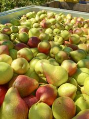 Fresh Forelle, Packhams, Rosemary pears for sale - Image 1