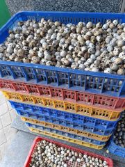 Quail Eggs Type Organic Free Range Source Organic, Free-range Packaging Quantity 1,000 Eggs Per Pallet Feeding Practice Natural Feeding Practices - Image 3