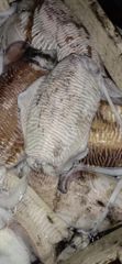 FROZEN SEAFOOD ALL PRODUCTS - Image 2