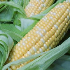 frozen sweet corn kernels IQF Frozen Grain Waxy Glutinous Colorful Organic Corn Cob - Image 4