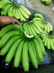 Fresh Cavendish Banana whassap +237671503419 – product photo 3, product detail gallery