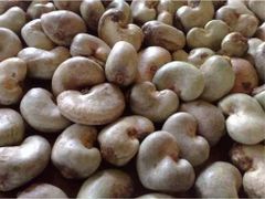 Raw Cashew Nuts (RCN) - Image 1