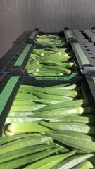 Okra - Image 1