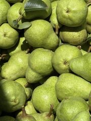 Fresh Premium Pears available for immediate export from South Africa! CLASS 1 Export Quality!! - Image 4