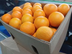 Premium Navel Oranges from South Africa! CLASS 1 Export Quality! NEW CROPS!! Excellent packing - Image 3